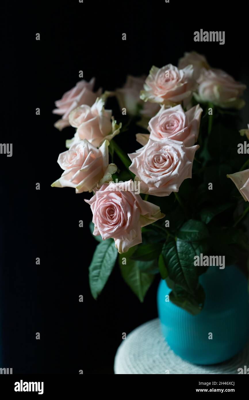 White and pink roses on a dark background in a blue vase. Fresh flowers. Stock Photo