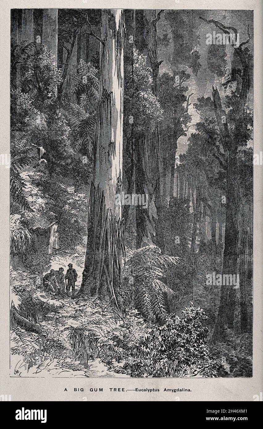 Three men standing by the huge trunk of an Australian mountain ash tree (Eucalyptus amygdalina), in a forest. Wood engraving, c. 1867. Stock Photo