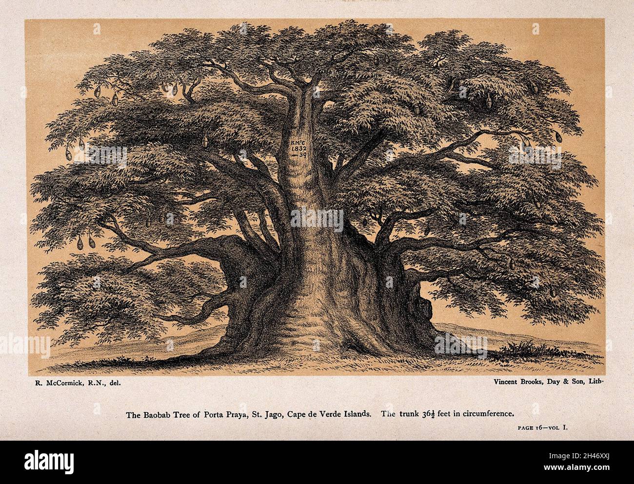 Swollen Tree Trunks Baobab tree (Adansonia digitata L.) with swollen trunk. Lithograph ...