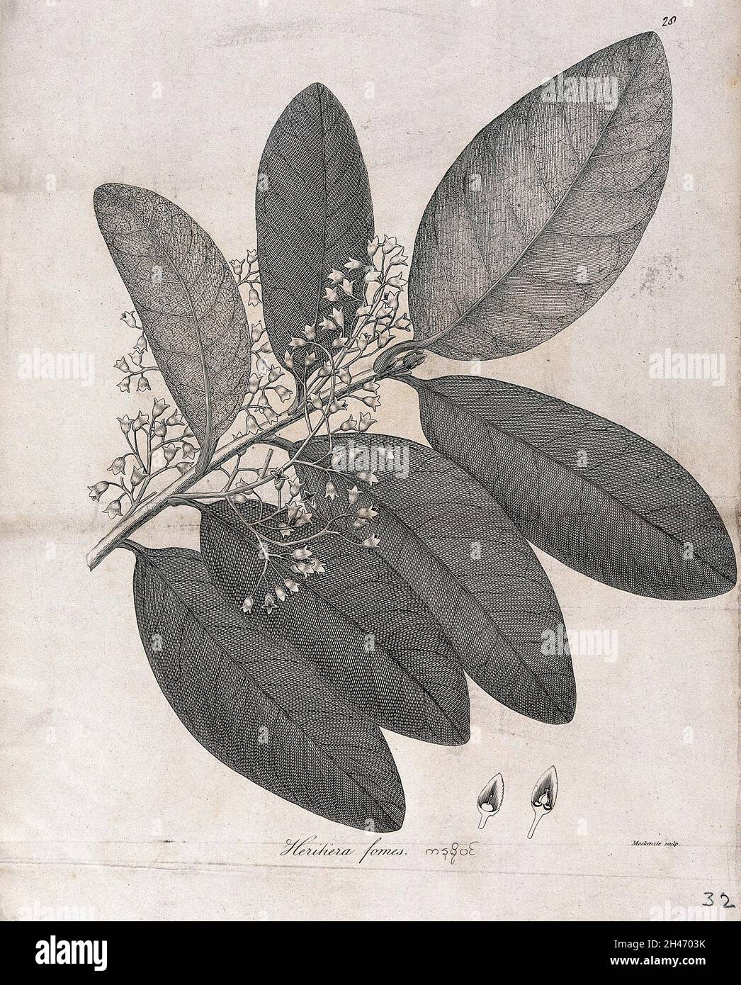 Heritiera fomes: flowering stem with floral segments. Line engraving by Mackenzie, c.1795. Stock Photo