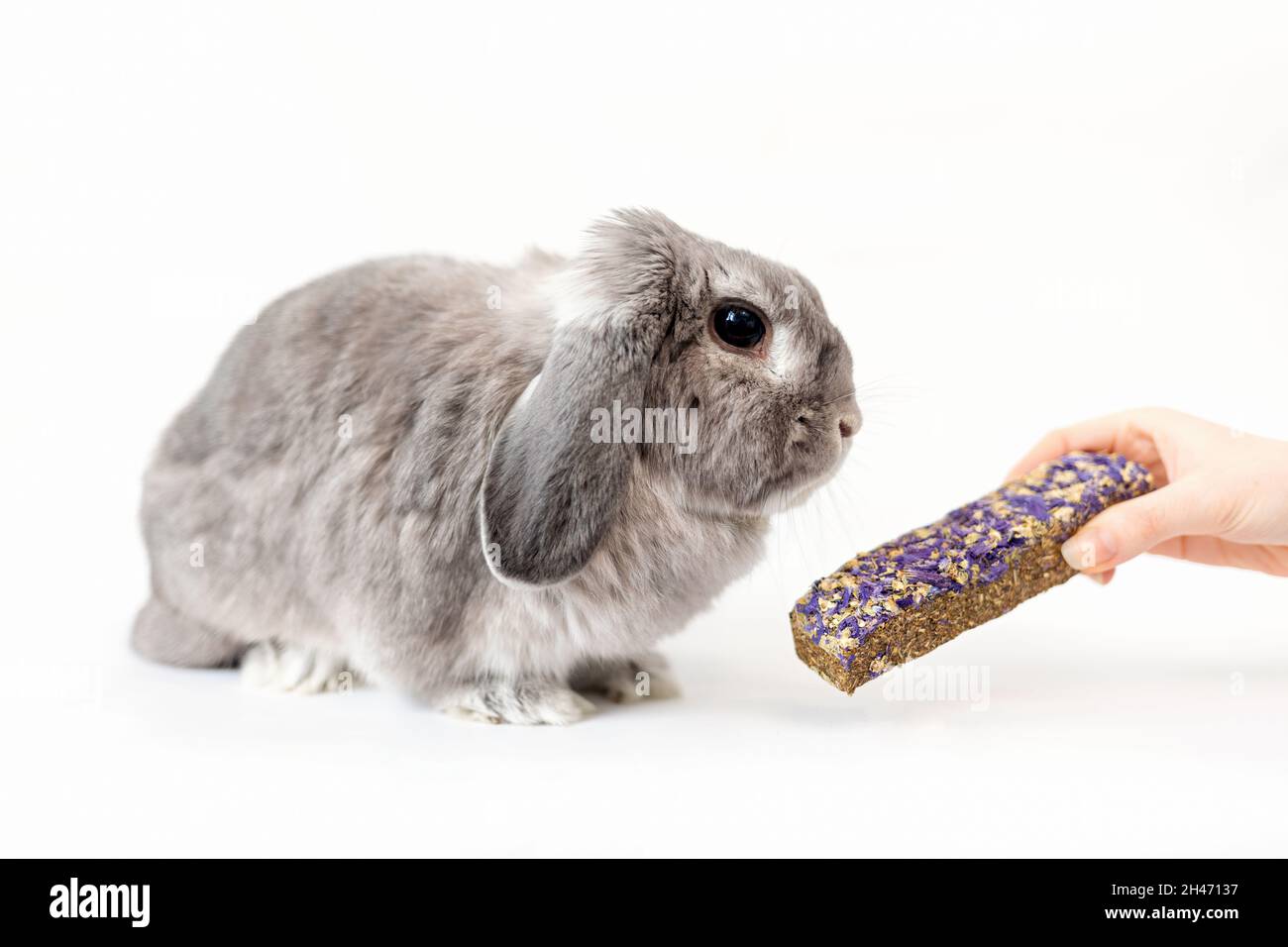 Balanced diet. A small decorative lop-eared rabbit is given a pellet in ...