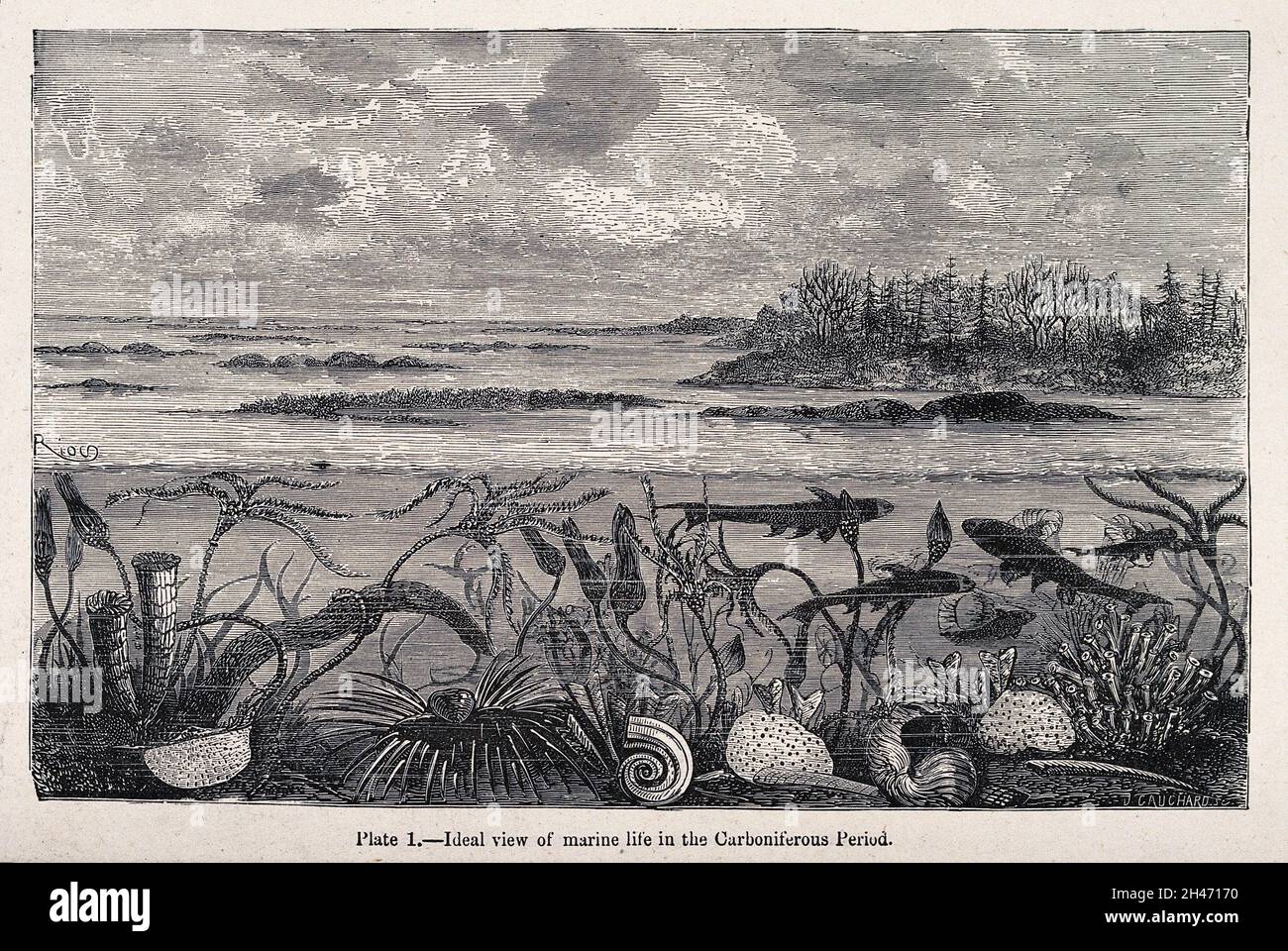 Marine life in the carboniferous period. Wood engraving by F.-J. Gauchard. Stock Photo