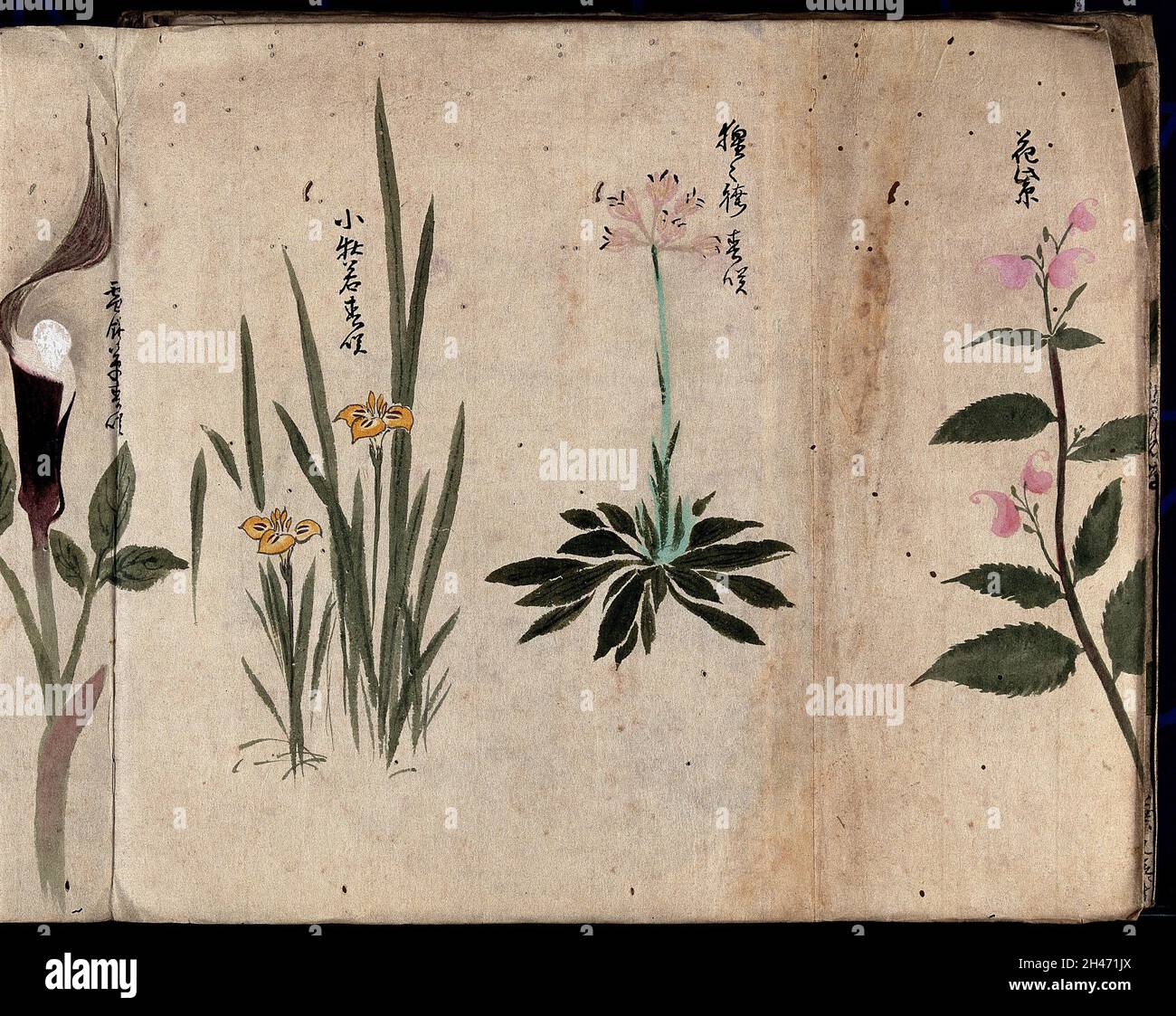 Four flowering plants, possibly including species of Sisyrinchium and Dracunculus. Watercolour, c. 1870. Stock Photo