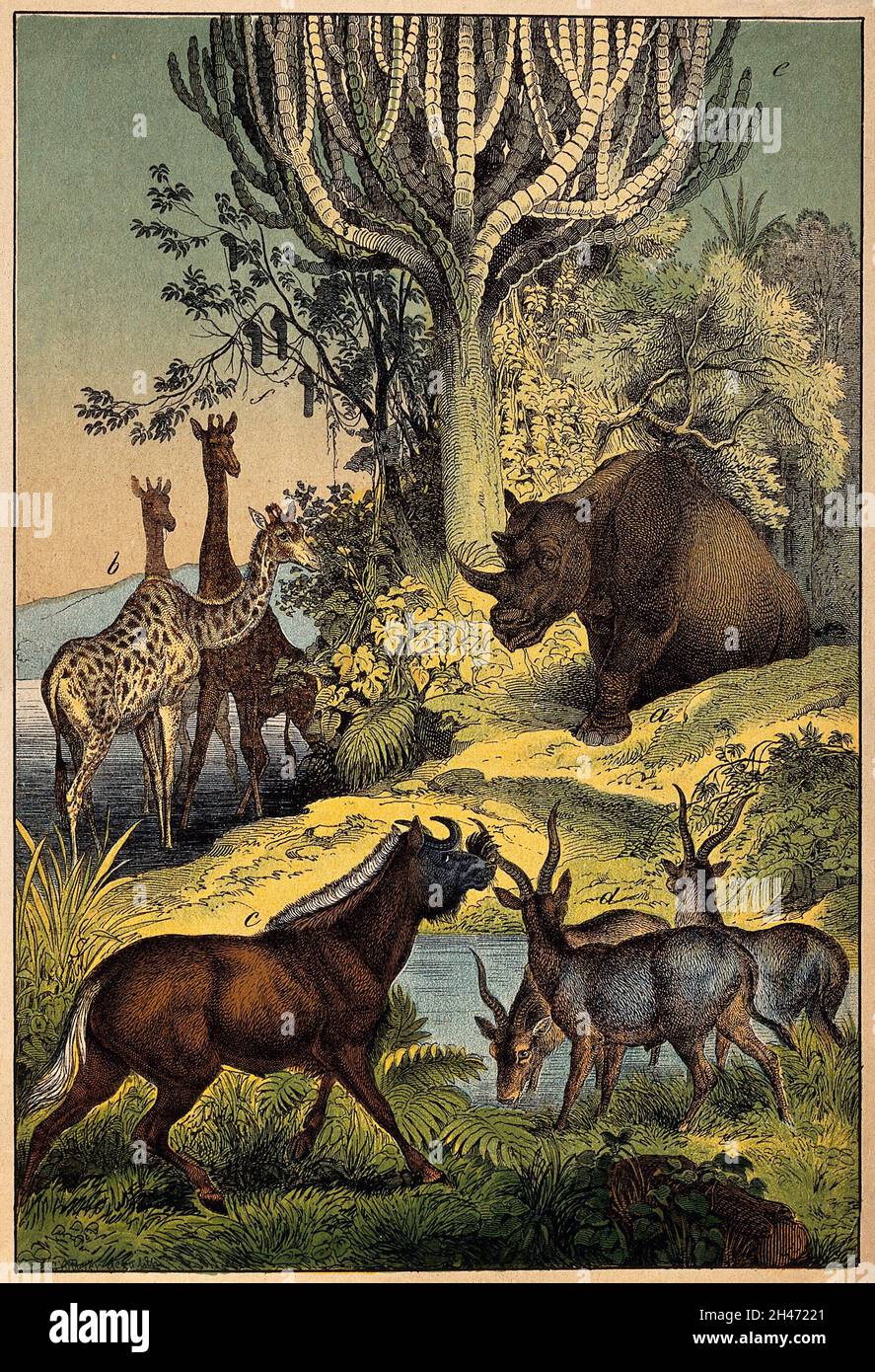 A rhinoceros, three giraffes, three antelopes and a wildebeest