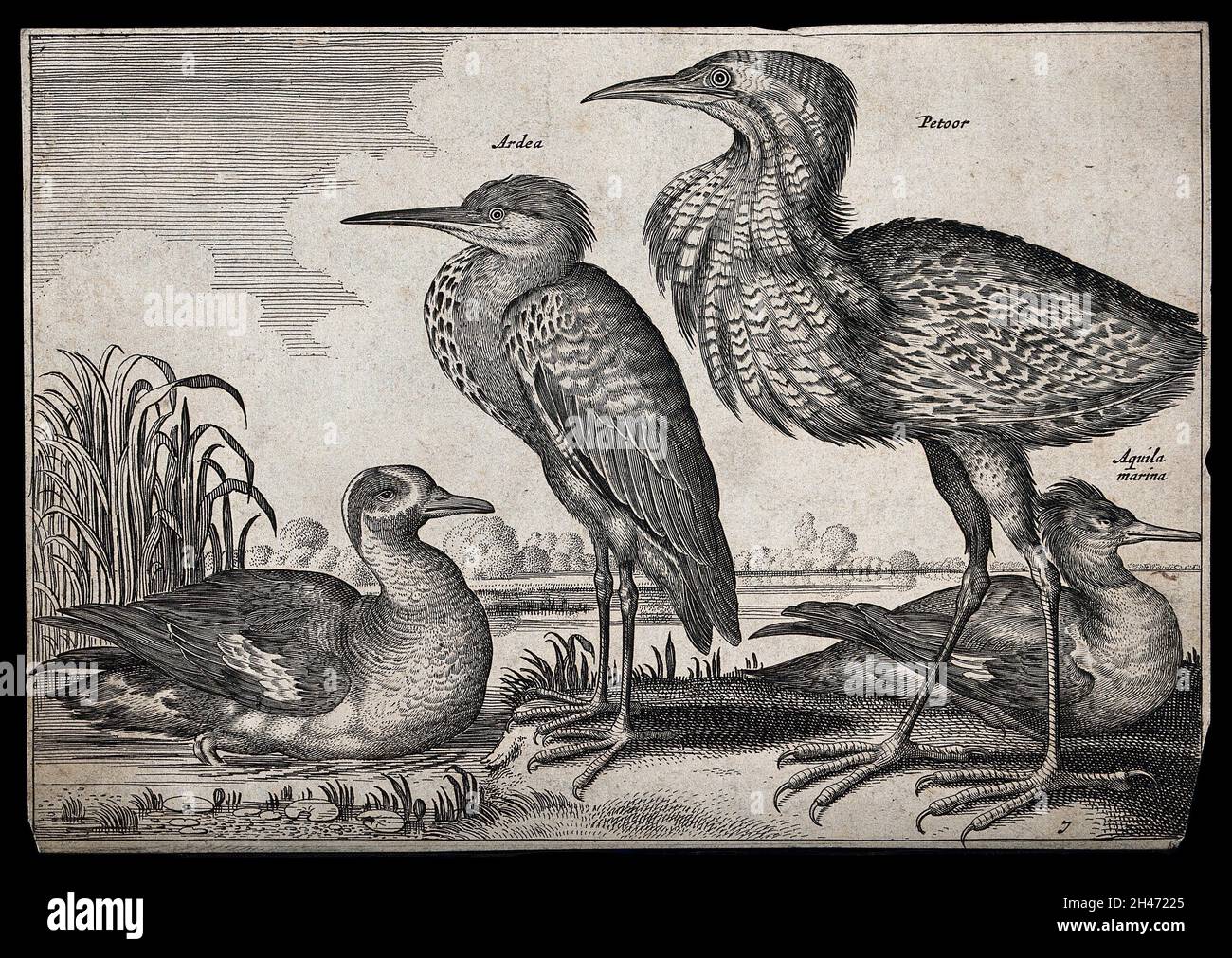 Etching 17th century hi-res stock photography and images - Alamy