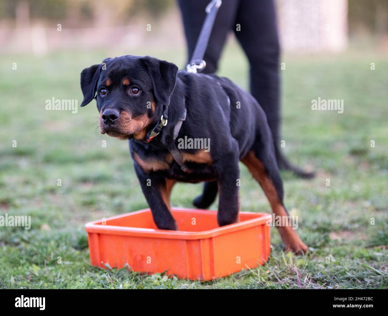 Security Rottie Dog young puppy rottweiler training for security in nature Stock Photo - Alamy