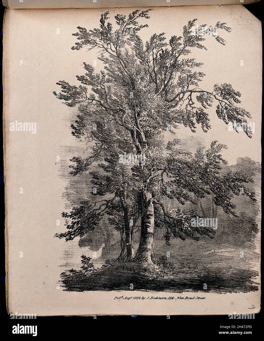 A tree, possibly a silver birch (Betula pendula), with surrounding vegetation. Lithograph, c. 1822. Stock Photo