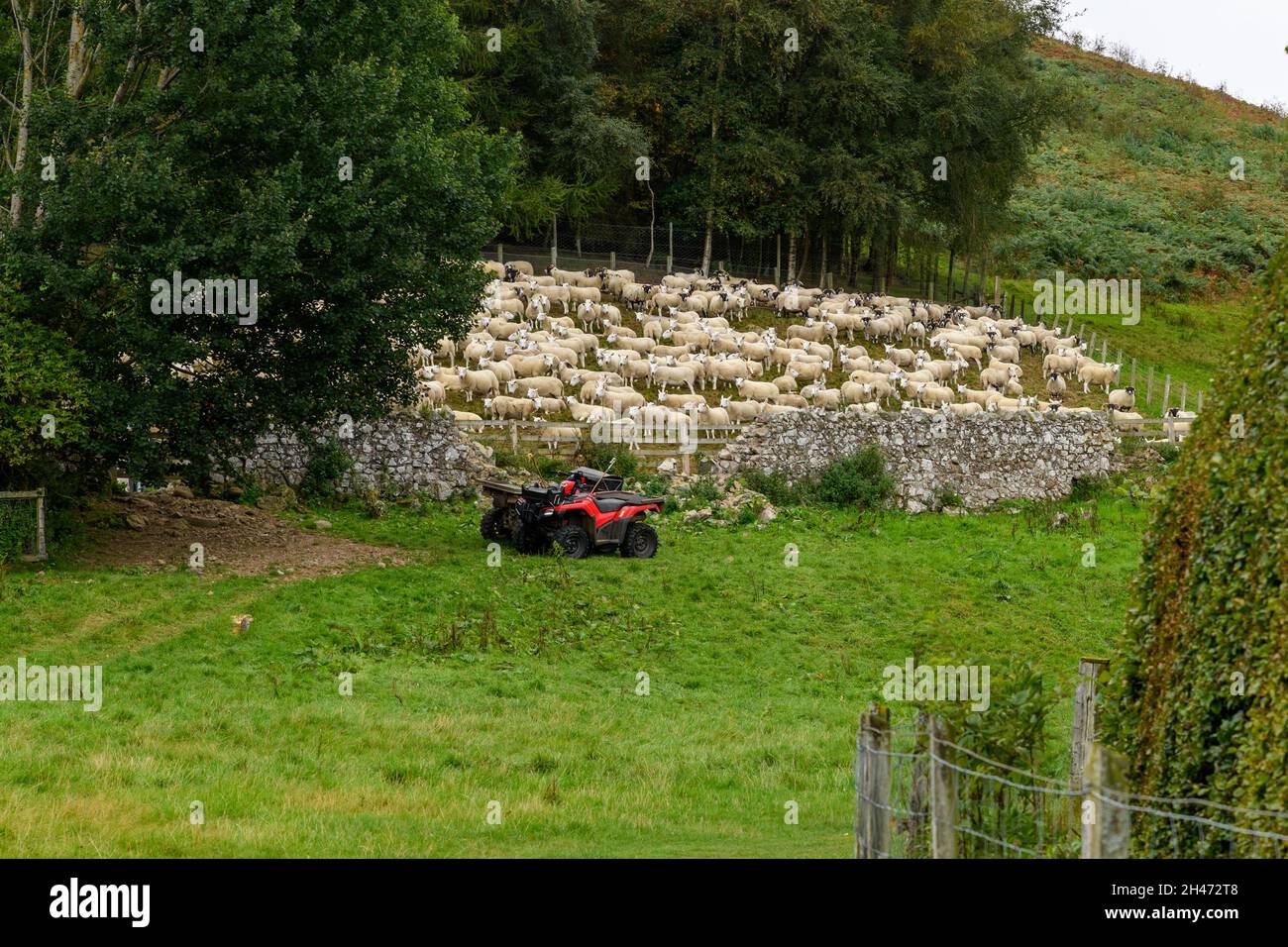Sheep Herd in Northumberland, UK Stock Photo