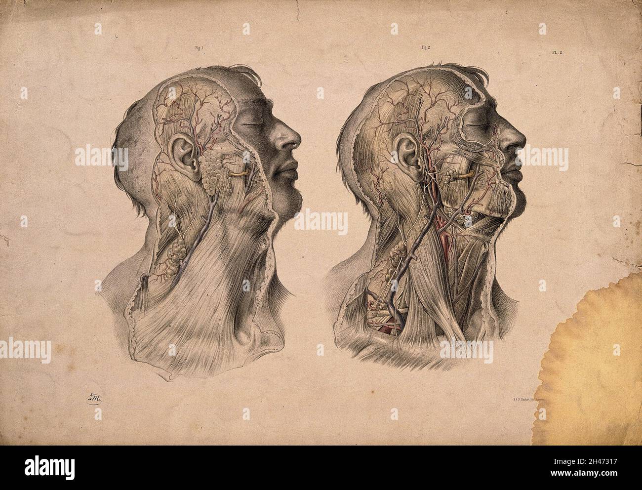 Blood-vessels of the head and neck. Coloured lithograph by J. Maclise, 1851. Stock Photo