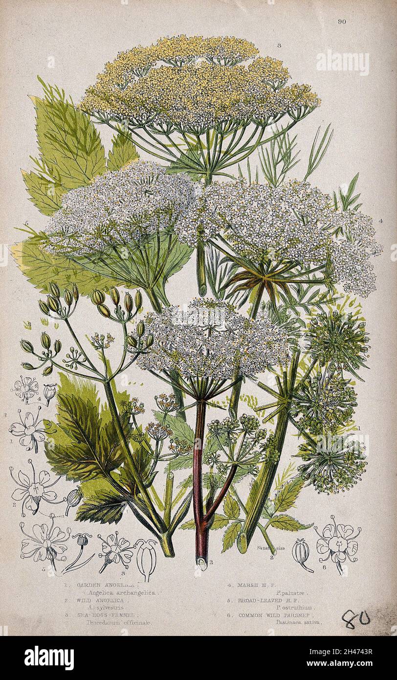 Six flowering plants, including angelica (Angelica species) and hog's fennel (Peucedanum officinale). Chromolithograph by W. Dickes & co., c. 1855. Stock Photo