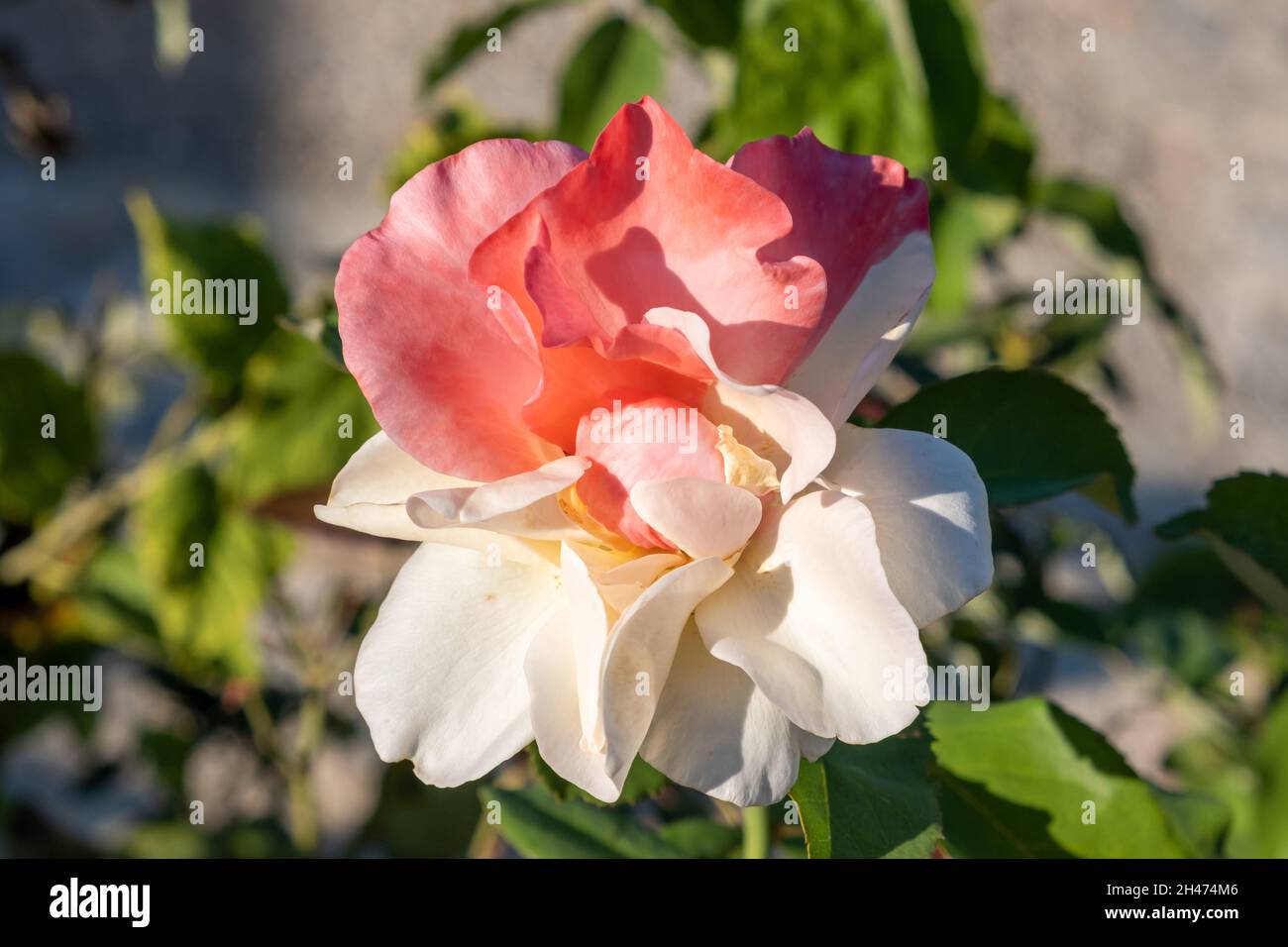 Rose multicolored perennial flowering plant. Delicate flower blooming ornamental with thorns proper for gift valentine anniversary. Edible used to foo Stock Photo