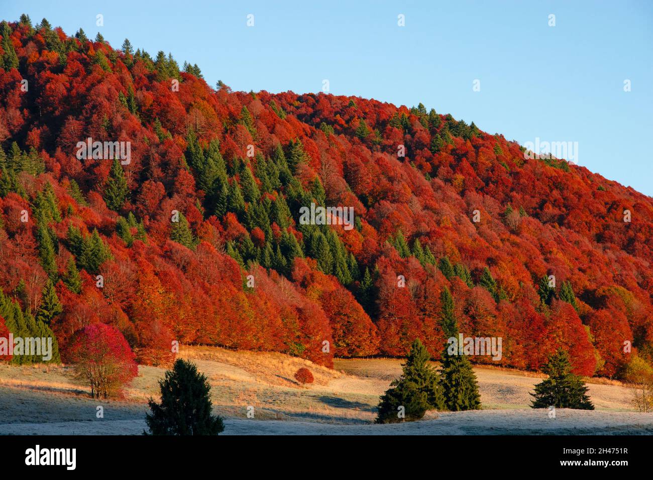 Autumn tambre hi-res stock photography and images - Alamy