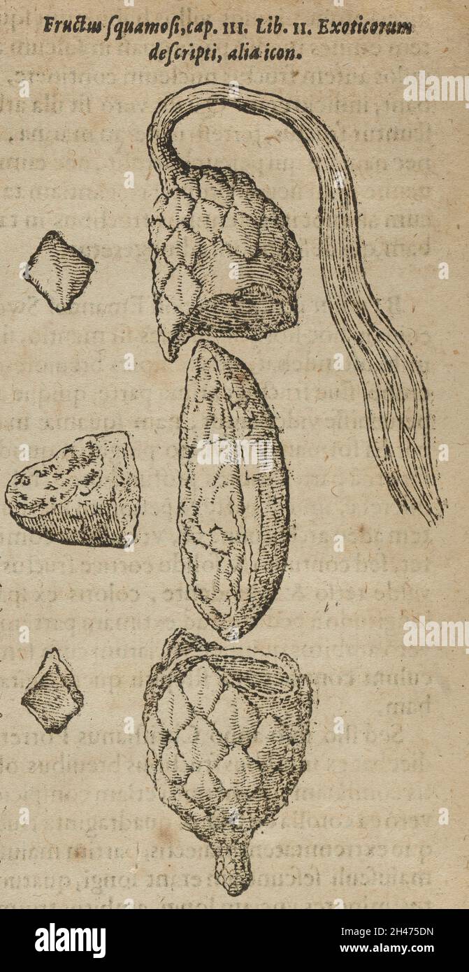 Fruit and seed of the Raffia (Raphia) palm. Woodcut, 1611. Stock Photo