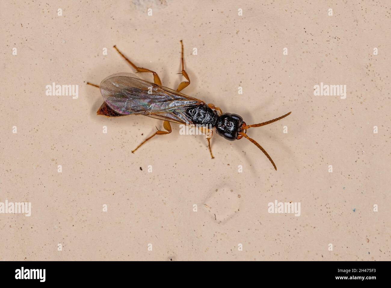 Adult Flat Wasp of the Family Bethylidae Stock Photo