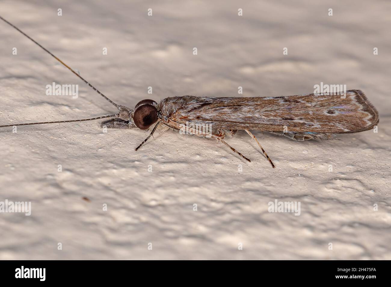 Adult Caddisfly Insect of the Order Trichoptera Stock Photo Alamy