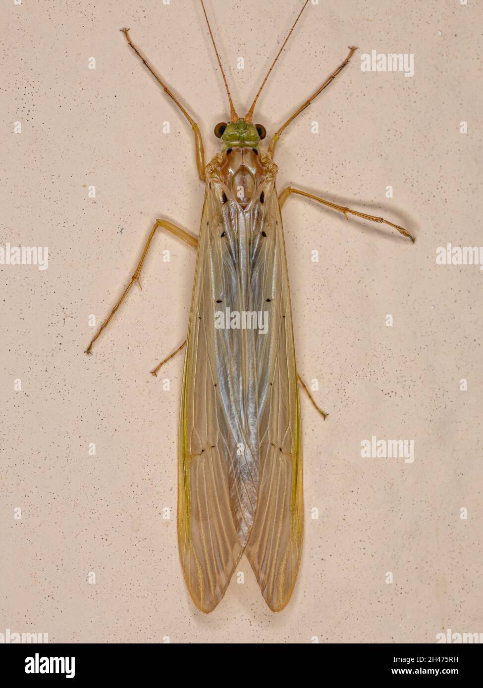 Adult Caddisfly Insect of the Genus Synoestropsis Stock Photo Alamy