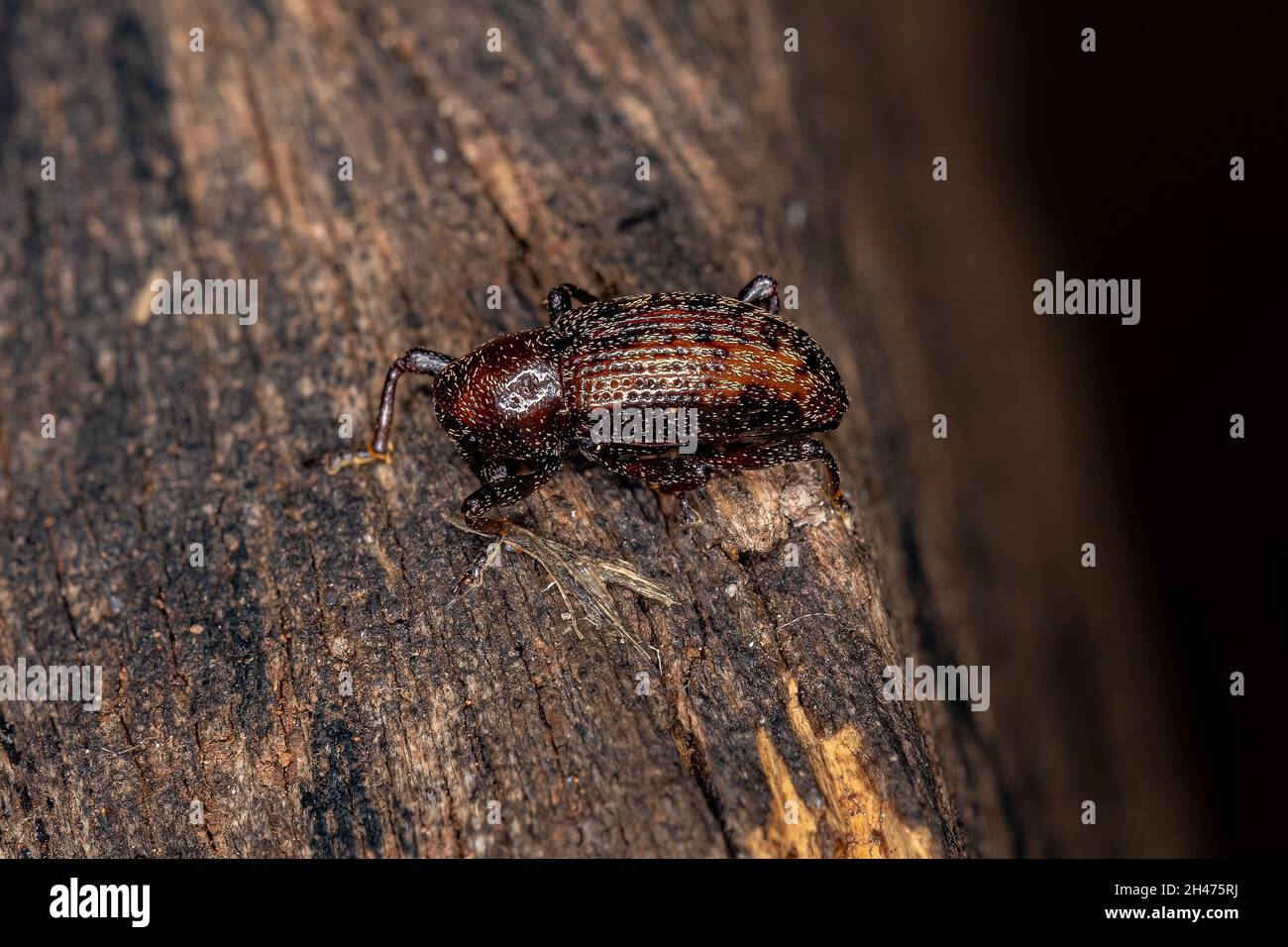 Adult True Weevil Of The Family Curculionidae Stock Photo - Alamy