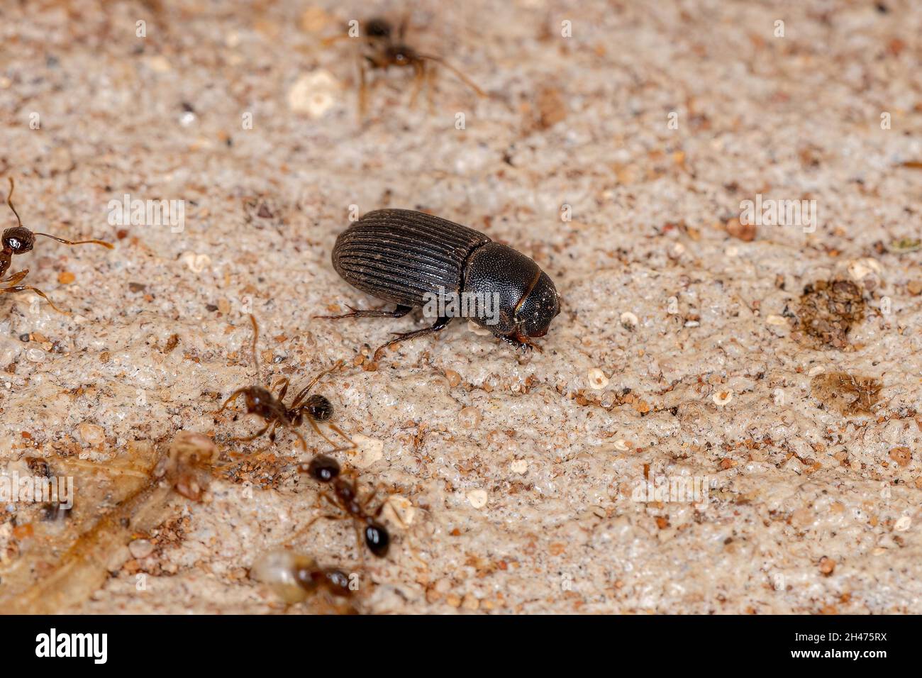 Adult Small Dung Beetle of the Subfamily Aphodiinae Stock Photo