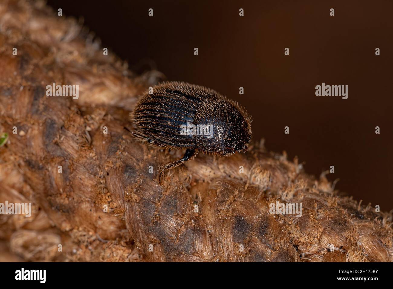 Adult Dung Beetle of the Subfamily Scarabaeinae Stock Photo
