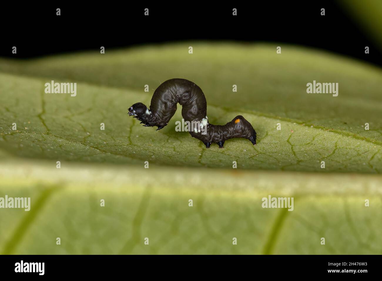 small Butterfly larva of the Order Lepidoptera Stock Photo
