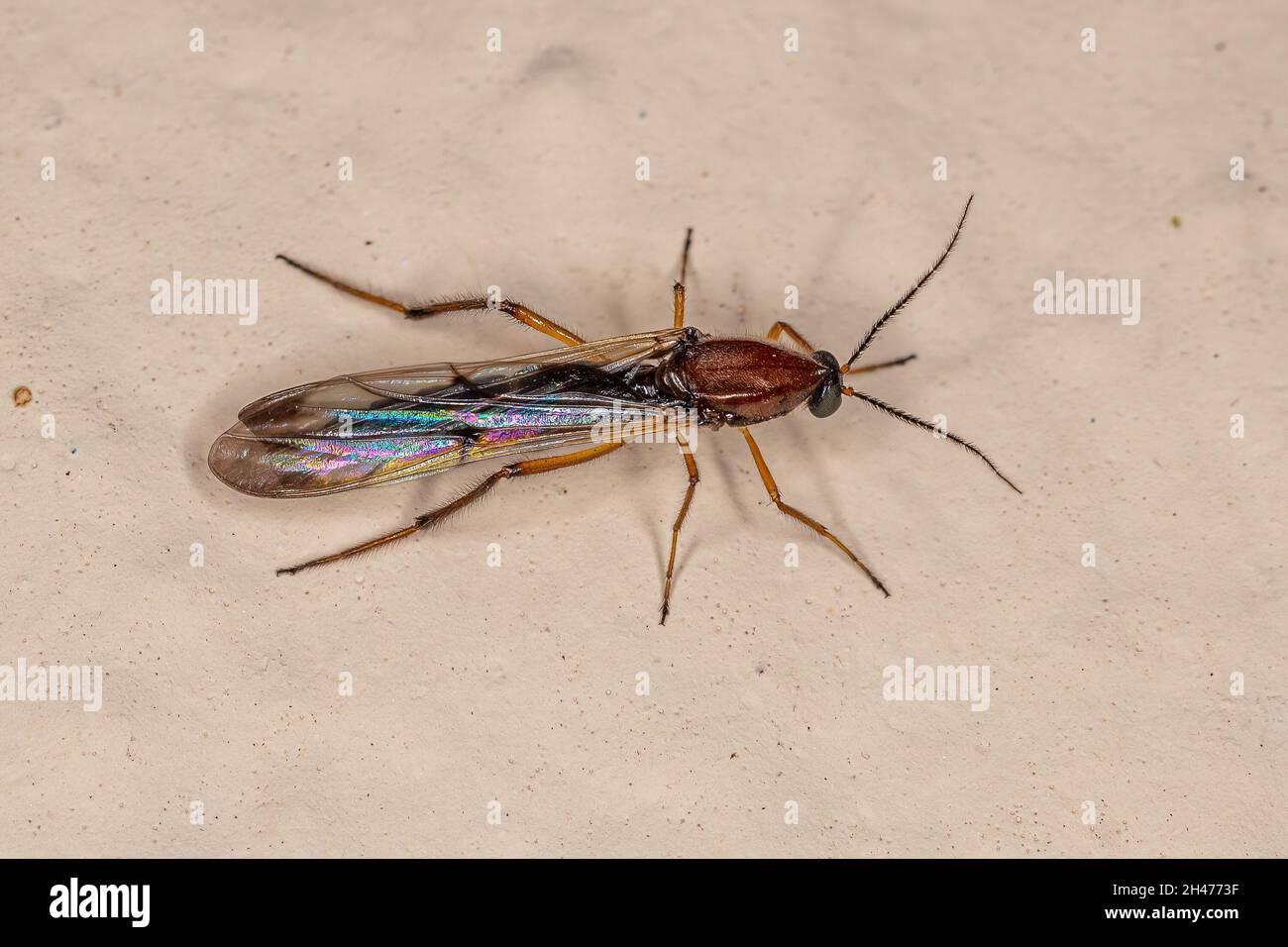 Adult Biting Midge of the Genus Stenoxenus Stock Photo