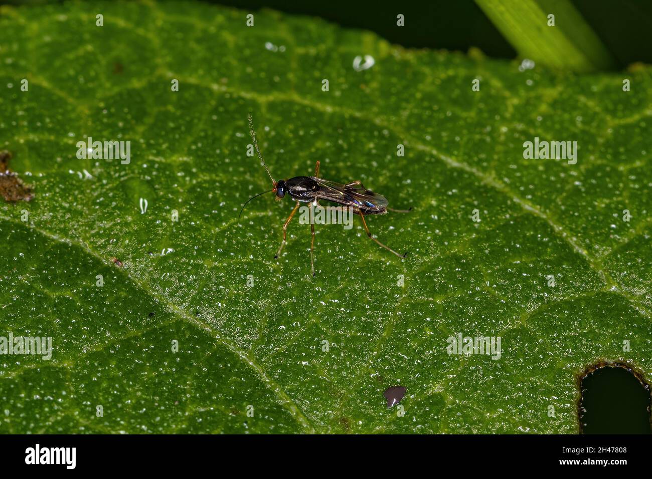 Small Adult Nematoceran Fly of the Suborder Nematocera Stock Photo
