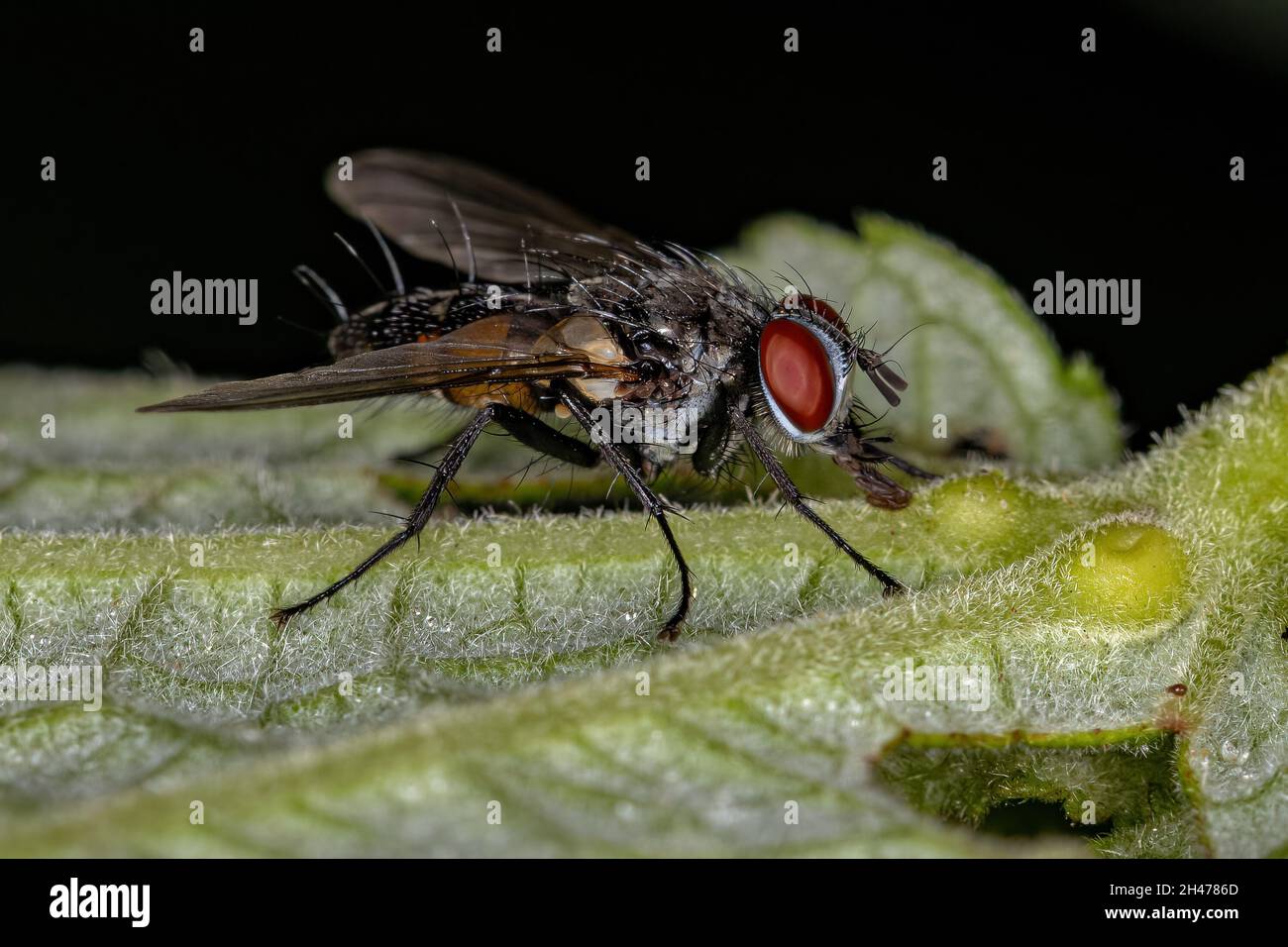Adult Bristle Fly of the Family Tachinidae Stock Photo - Alamy