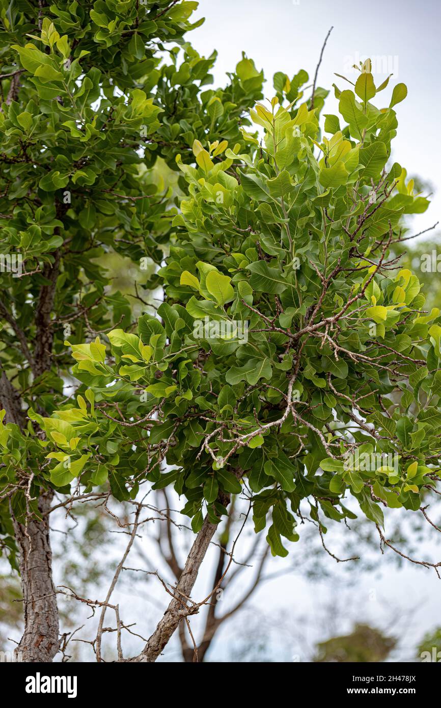 Sandpaper Green Tree of the species Curatella americana Stock Photo