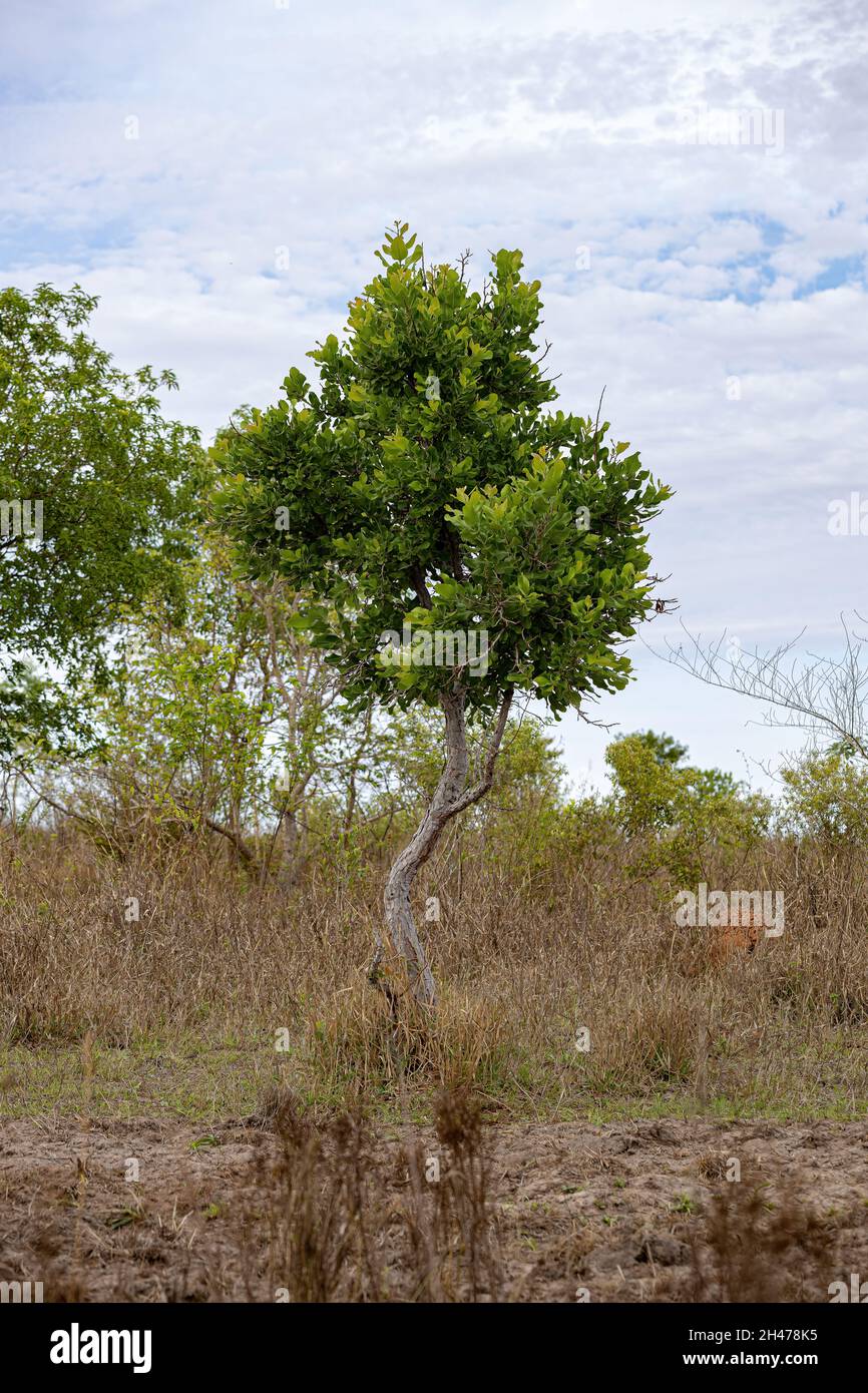 Sandpaper Green Tree of the species Curatella americana Stock Photo