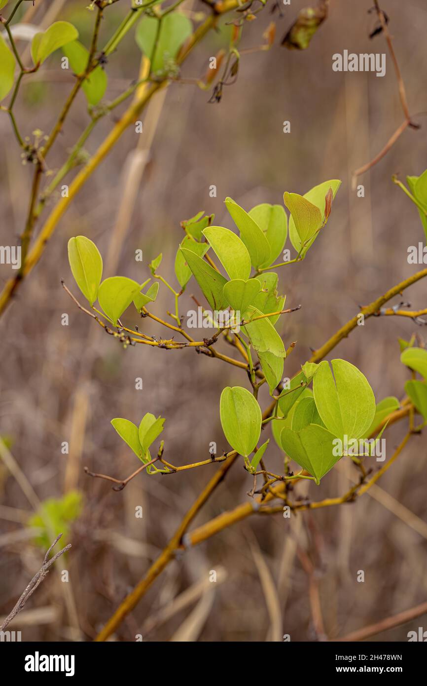 Greenbrier Angiosperm Plant of the Genus Smilax Stock Photo