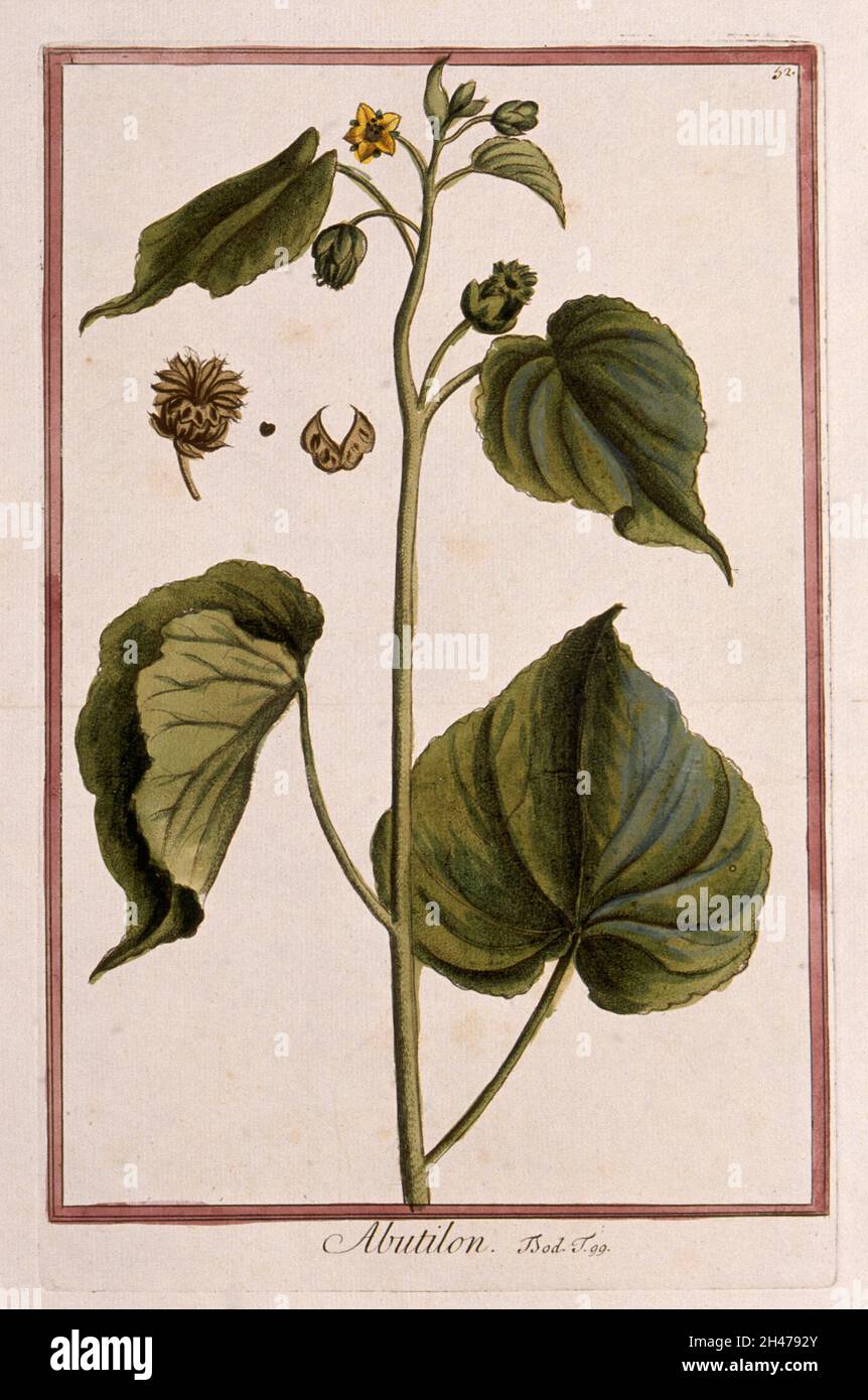 A mallow plant (Abutilon sp.): flowering and fruiting plant with separate fruit and seed. Coloured etching by M. Bouchard, 1772. Stock Photo