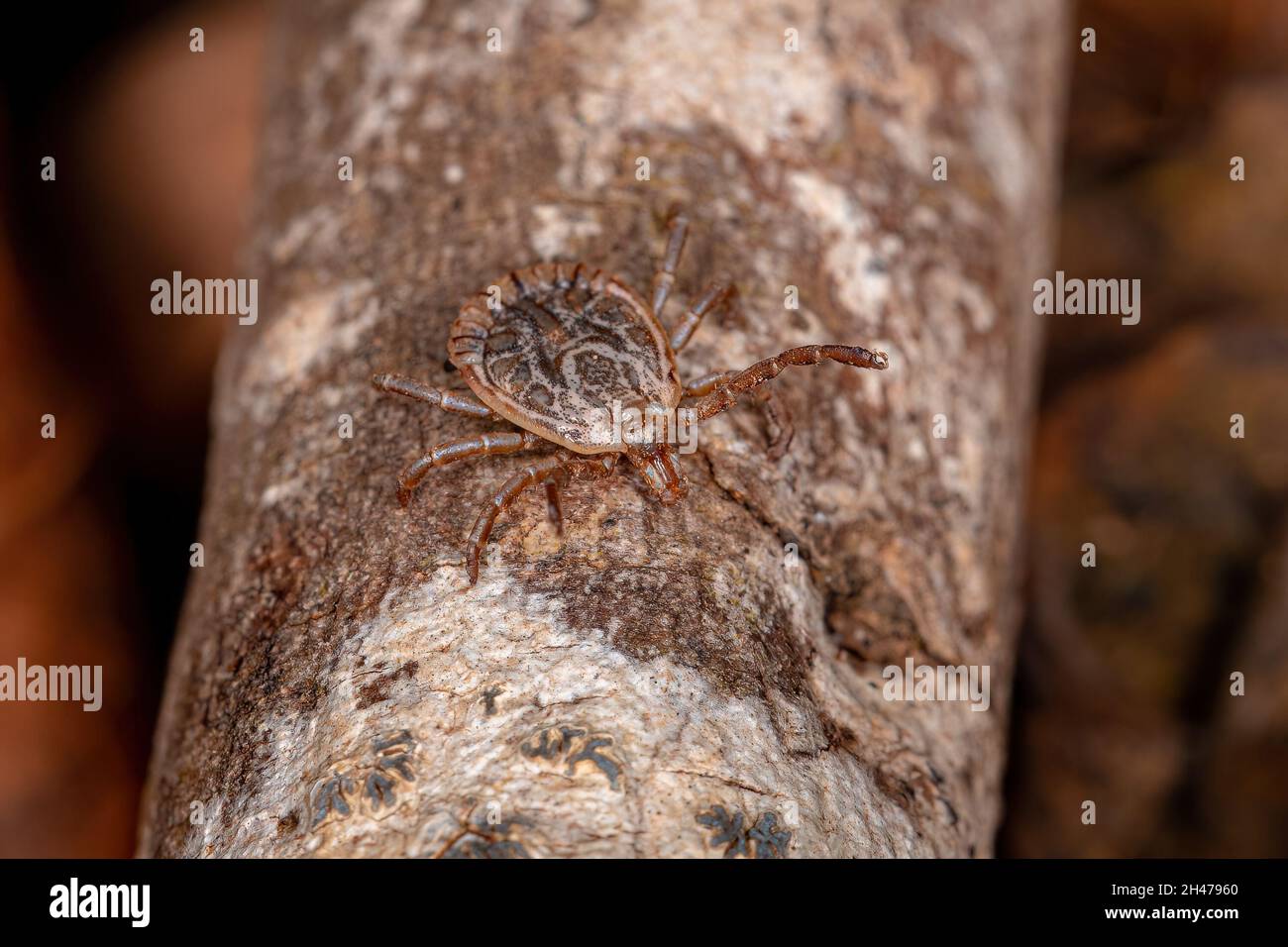 Male Adult Cayenne Tick of the genus Amblyomma Stock Photo