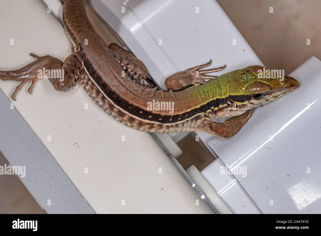 Giant Ameiva Lizard of the species Ameiva ameiva Stock Photo Alamy