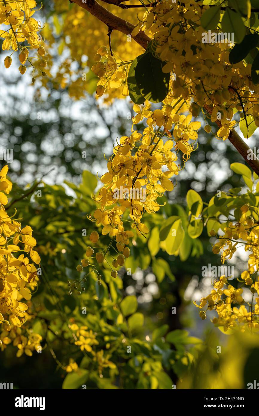 Golden Rain Tree Yellow Flowers of the species Cassia fistula with