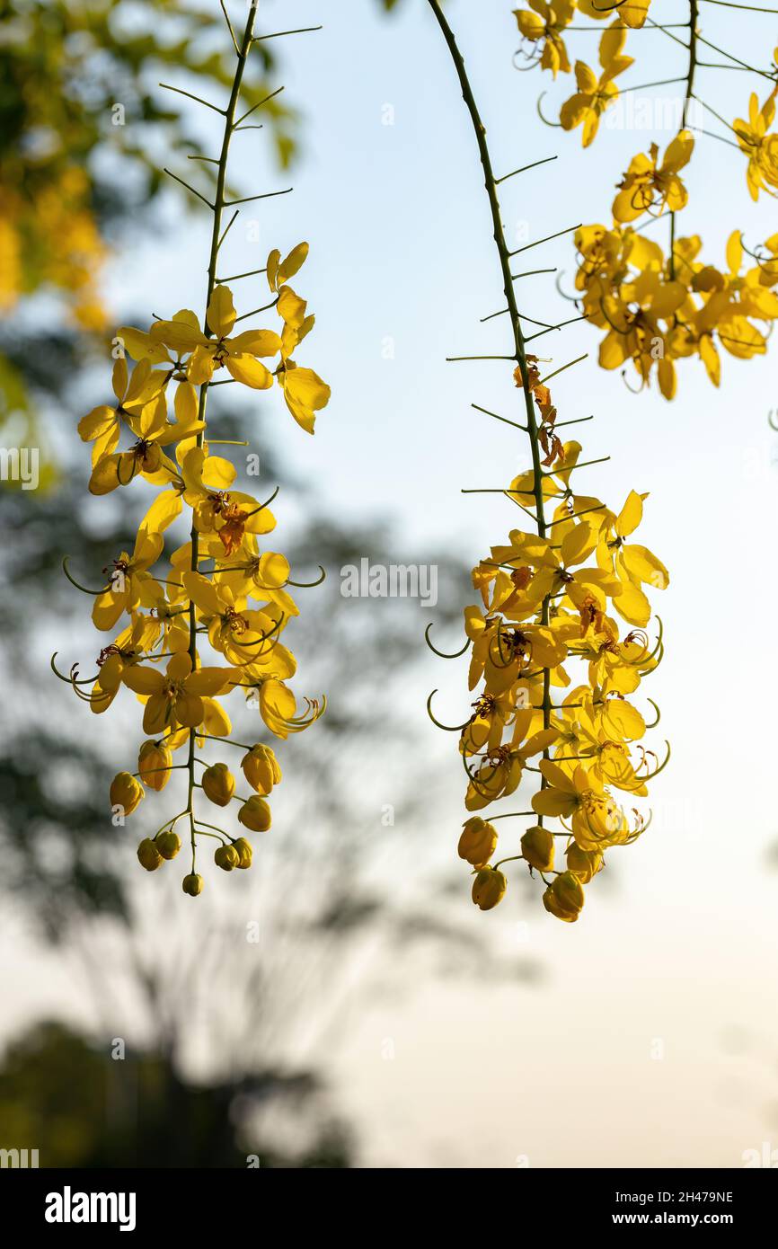 Golden Rain Tree Yellow Flowers of the species Cassia fistula with selective focus Stock Photo