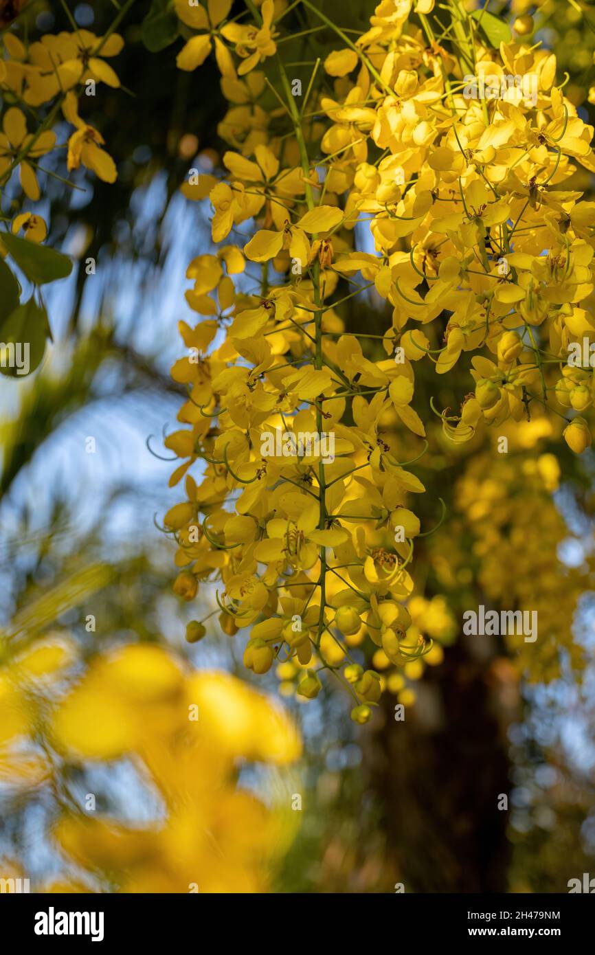 Golden Rain Tree Yellow Flowers of the species Cassia fistula with selective focus Stock Photo