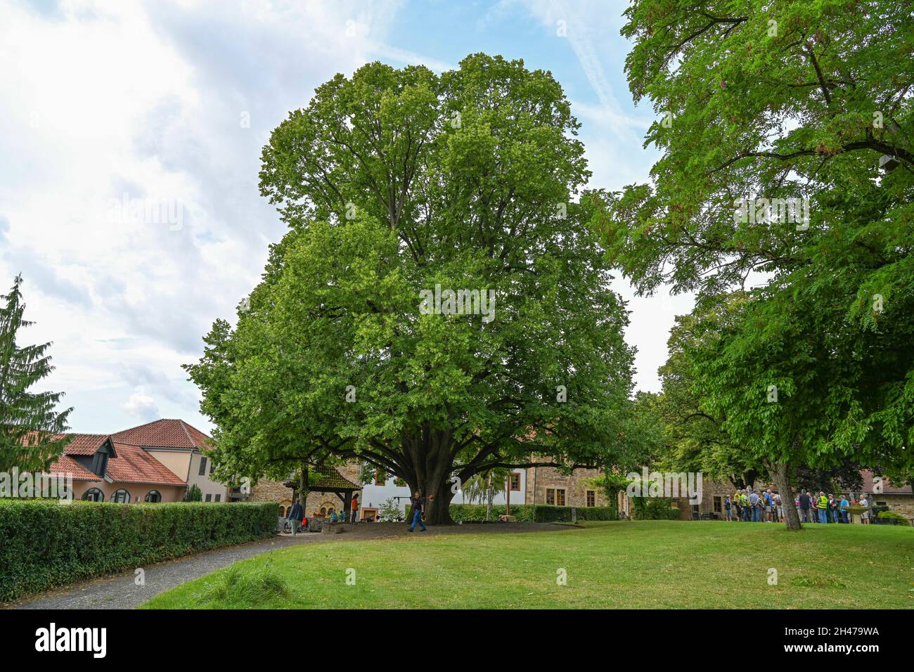 Naturdenkmal, Lindenbaum, Burghof, Burg Creuzburg, Hessen, Deutschland Stock Photo