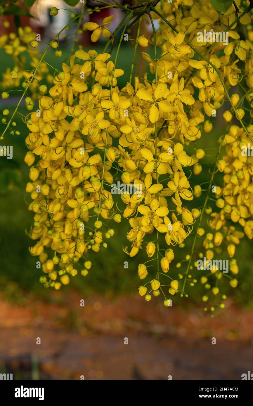 Golden Rain Tree Yellow Flowers of the species Cassia fistula with