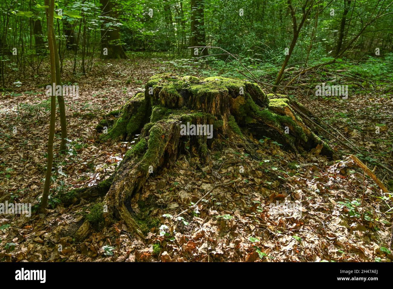 Baumstumpf, Wald, Weserbergland, Nordrhein-Westfalen, Deutschland Stock Photo