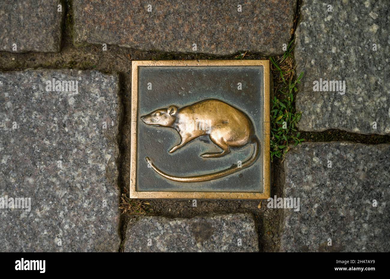 Ratte, Messing, Plasterstein, Hameln, Niedersachsen, Deutschland Stock Photo