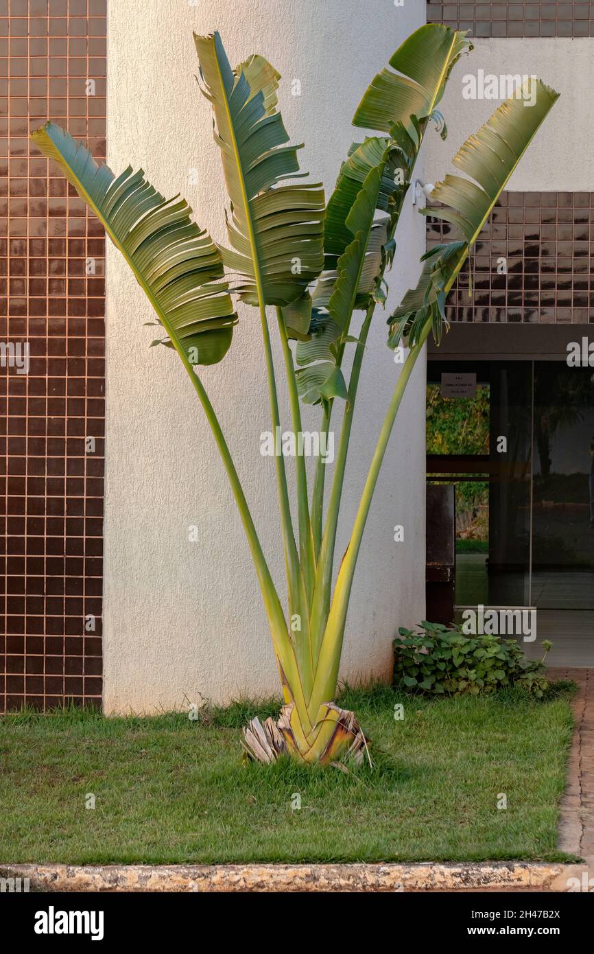 Ravenala madagascariensis hi-res stock photography and images - Alamy