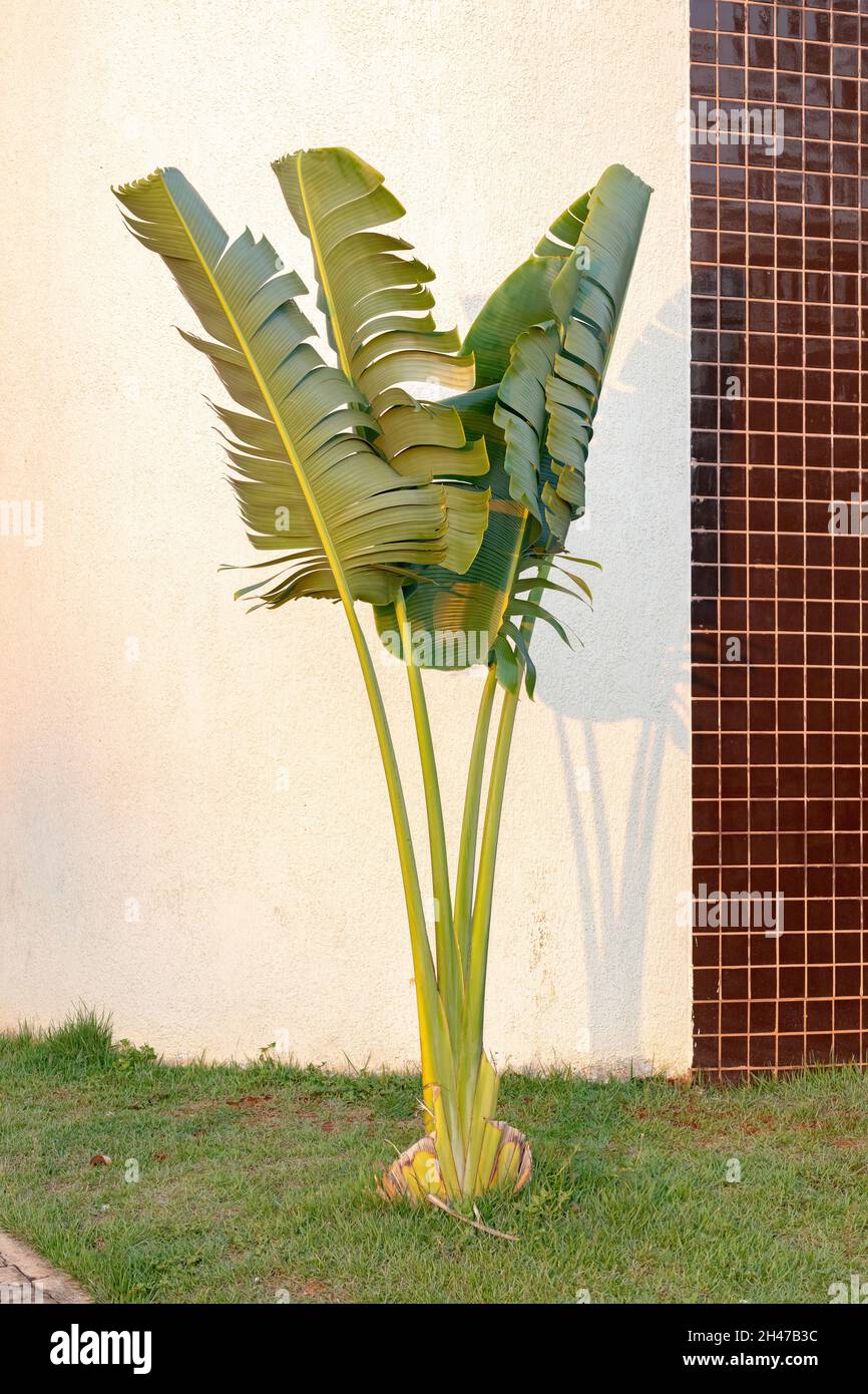 Ravenala madagascariensis hi-res stock photography and images - Alamy