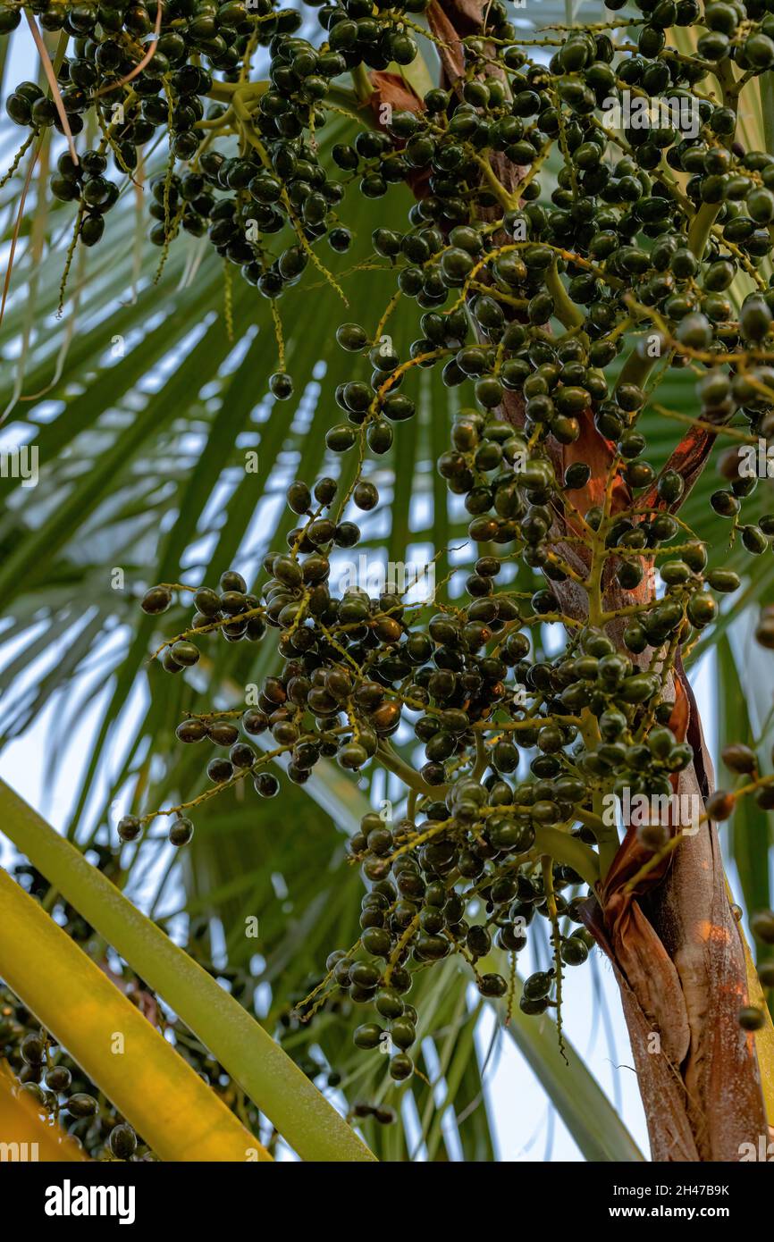 Green Palm Tree of the Family Arecaceae with fruits Stock Photo