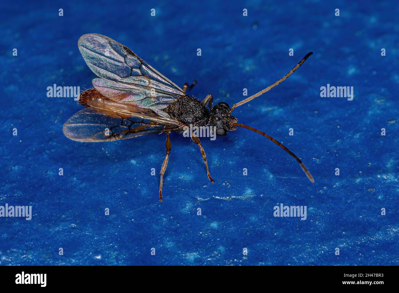 Adult Winged Male Ant of the Family Formicidae Stock Photo - Alamy