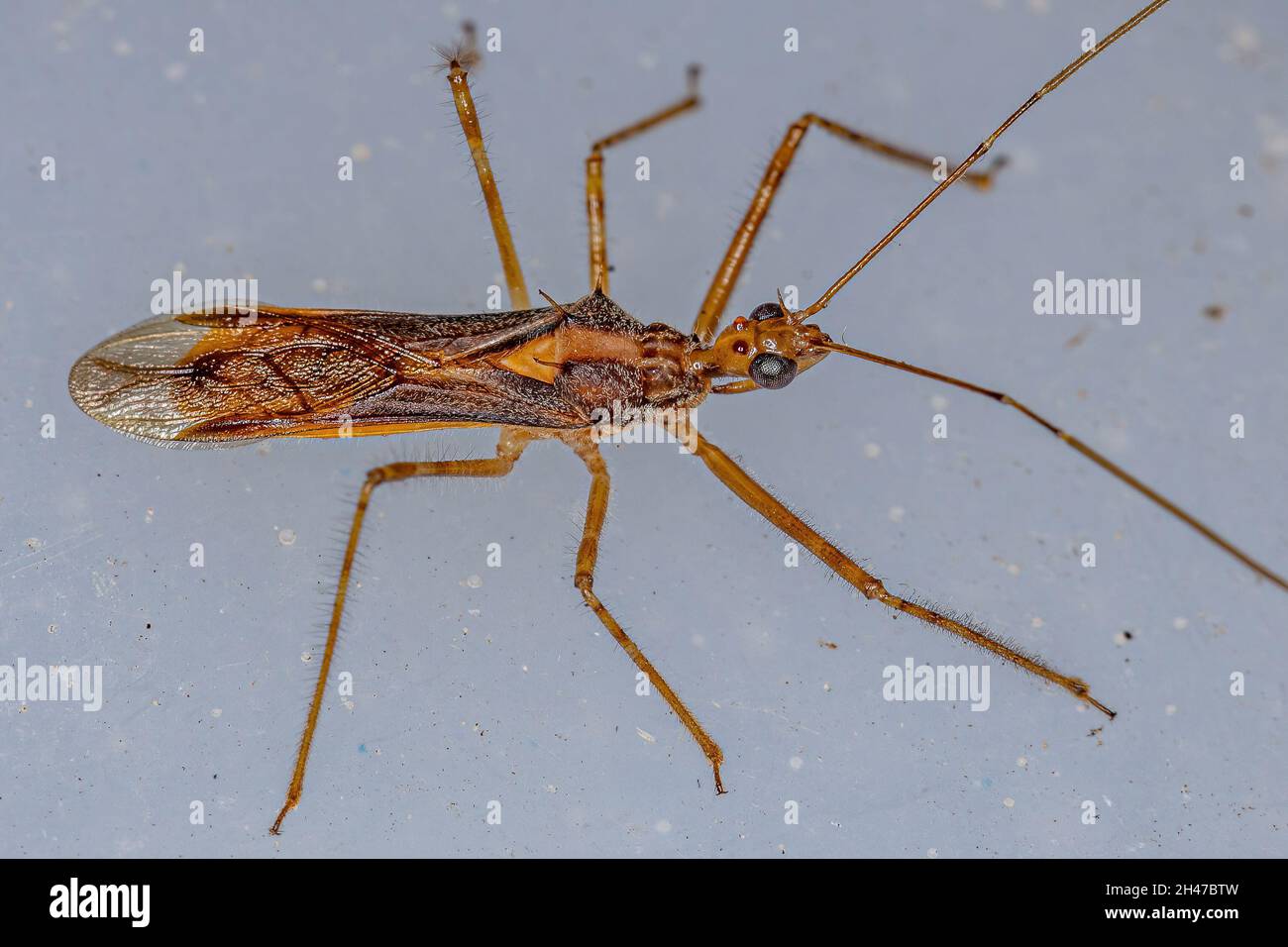 Adult Assassin Bug of the Genus Repipta Stock Photo - Alamy