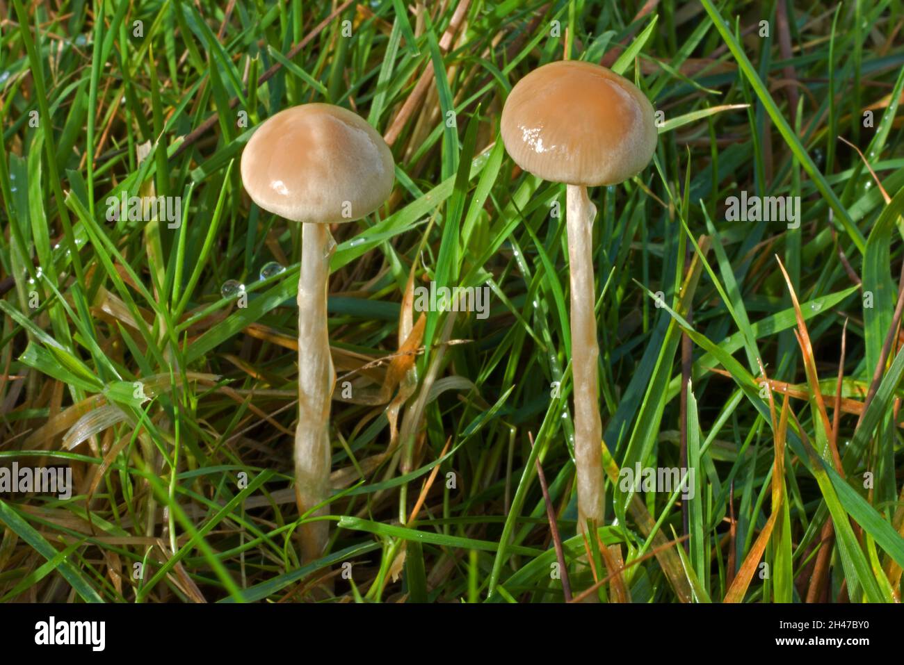 Protostropharia semiglobata (dung roundhead) is found on dung, soil containing manure and on lawns. It is widespread with a cosmopolitan distribution. Stock Photo