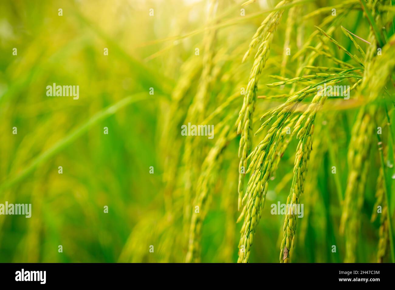 Selective focus on ear of rice. Green paddy field. Rice plantation. Organic  rice farm in Asia. Rice price in the world market concept Stock Photo -  Alamy