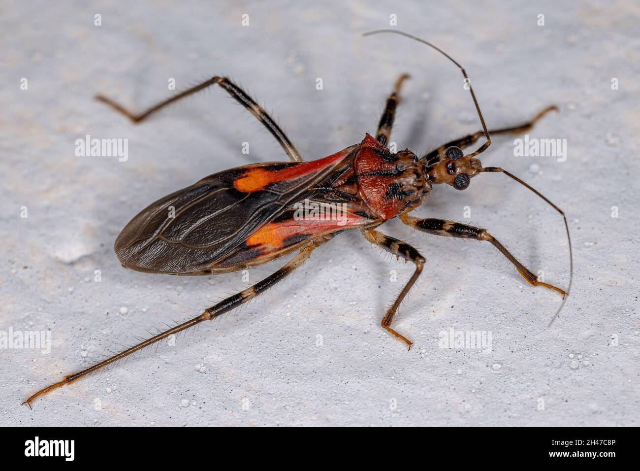 Adult Assassin Bug of the Family Reduviidae Stock Photo - Alamy