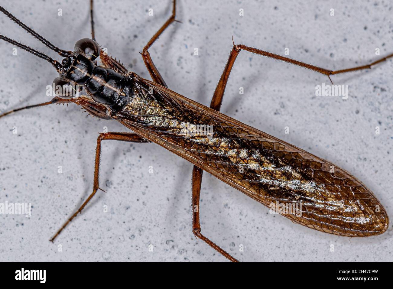 Adult Mantoidid Mantis of the Genus Mantoida Stock Photo Alamy