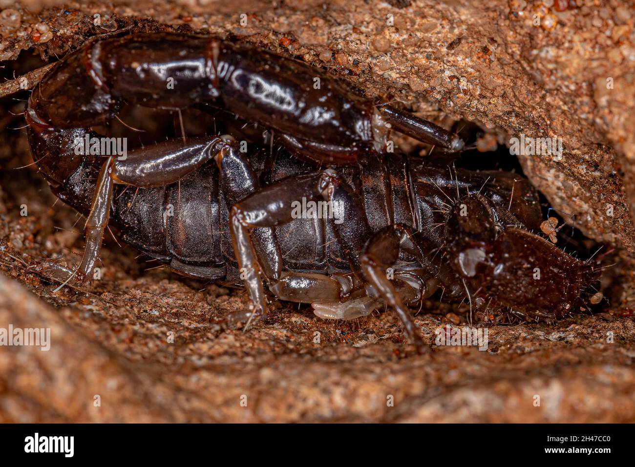 Adult Black Scorpion of the Genus Bothriurus Stock Photo